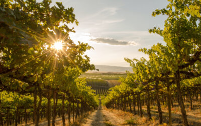 Sommelier in the Sky? The Advantages of Private Jet Travel for Global Wine Enthusiasts.