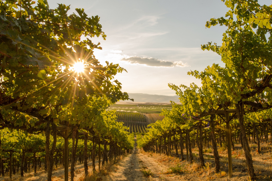 Sommelier in the Sky? The Advantages of Private Jet Travel for Global Wine Enthusiasts.