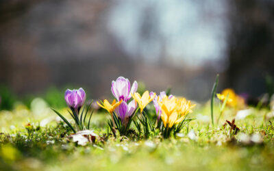 What Makes the Month of April so Attractive to Private Jet Travelers?