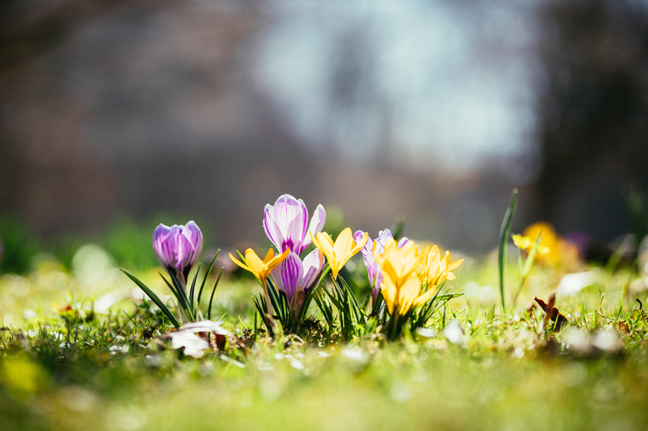Flowers in Spring